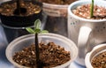 Tiny indoor organic plant. Royalty Free Stock Photo