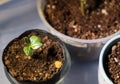 Tiny indoor organic plant. Royalty Free Stock Photo
