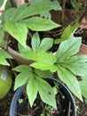 Plants growing outdoors in summer