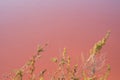 Plants growing in pink salt flats at Margherita Di Savoia in Puglia, Italy. Water is pink crustaceans that live in it. Royalty Free Stock Photo