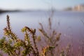 Plants growing in pink salt flats at Margherita Di Savoia in Puglia, Italy. Water is pink crustaceans that live in it. Royalty Free Stock Photo