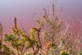 Plants growing in pink salt flats at Margherita Di Savoia in Puglia, Italy. Water is pink crustaceans that live in it. Royalty Free Stock Photo