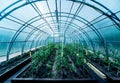 Plants growing in a plant greenhouse. Agriculture Royalty Free Stock Photo