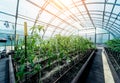 Plants growing in a plant greenhouse. Agriculture Royalty Free Stock Photo