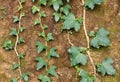 Plants growing with roots incrustrated in a rock Royalty Free Stock Photo