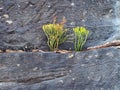 Plants Growing on Sandstone Cliff Royalty Free Stock Photo