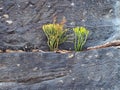 Plants Growing on Sandstone Cliff