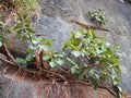 Plants Growing on Sandstone Cliff Royalty Free Stock Photo