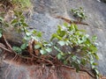 Plants Growing on Sandstone Cliff