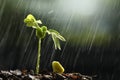 Plants growing from seed with raining. Royalty Free Stock Photo