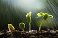 Plants growing from seed with raining. Royalty Free Stock Photo
