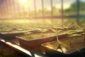 Plants are growing from seeds in trays. in the greenhouse seedling nursery.growth of dicots. The image of the crops in