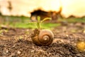 Plants growing on the shell snail on the ground to dry.