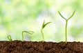 Plants growing from soil Royalty Free Stock Photo