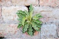 Plants growing on the stone wall Royalty Free Stock Photo