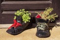 Old leather shoes as flowerpots.Plants growing in tattered shoe