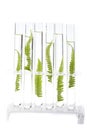 Plants growing in test tubes Royalty Free Stock Photo