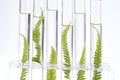 Plants growing in test tubes