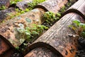 Plants are growing on top of a roof Royalty Free Stock Photo