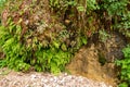 Plants growing from a travertine wall