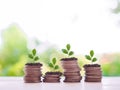 Plants growing up on stack of coins. The concept of saving money, Financial, Investment and Business growing Royalty Free Stock Photo