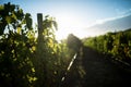 Plants growing at vineyard against blue sky