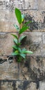 plants growing on the wall Royalty Free Stock Photo