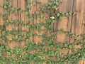 Plants growing on the wooden fence Royalty Free Stock Photo