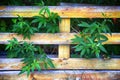 Plants growing through a wooden fence Royalty Free Stock Photo