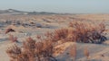 Plants grown on top small dune mountains at sealine dunes area Royalty Free Stock Photo