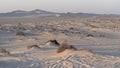 Plants grown on top small dune mountains at sealine dunes area Royalty Free Stock Photo