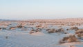 Plants grown on top small dune mountains at sealine dunes area Royalty Free Stock Photo