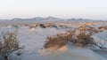 Plants grown on top small dune mountains at sealine dunes area Royalty Free Stock Photo