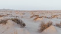 Plants grown on top small dune mountains at sealine dunes area Royalty Free Stock Photo