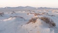 Plants grown on top small dune mountains at sealine dunes area Royalty Free Stock Photo