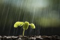 Plants growth from seed with raining. Royalty Free Stock Photo