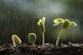 Plants growth from seed with raining. Royalty Free Stock Photo