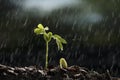 Plants growth from seed with raining. Royalty Free Stock Photo