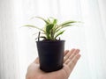 Plants in hand,Grown up,Follow target,Green,Light Warm white,Flowerpot black,Background,Texture,Nature