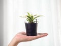 Plants in hand,Grown up,Follow target,Green,Light Warm white,Flowerpot black,Background,Texture,Nature