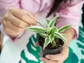 Plants in hand,Grown up,Follow target,Green,Light Warm white,Flowerpot black,Background,Texture,Nature