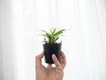 Plants in hand,Grown up,Follow target,Green,Light Warm white,Flowerpot black,Background,Texture,Nature