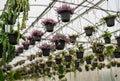 hanging plants in pots in greenhouse with blurry background