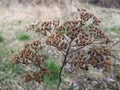 Plants have already prepared for winter. They dropped the green color and prepared the seeds