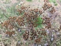 Plants have already prepared for winter. They dropped the green color and prepared the seeds