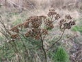 Plants have already prepared for winter. They dropped the green color and prepared the seeds