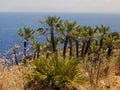 Mediterranean vegetation in sicily,italy