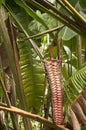 Plants in the Hilo Territory Botanical Gardens, Island of Hawaii