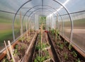 Plants in hothouse