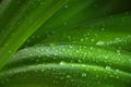 City gardens - Plants - Hymenocallis littoris - Leaves Royalty Free Stock Photo